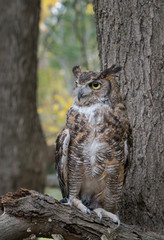 Great Horned Owl with Fall Foliage Background
