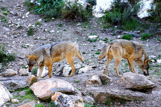 Iberian wolf