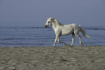 Naklejka na ściany i meble White stallion running on the beach