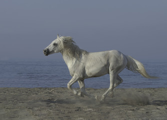 Obraz na płótnie Canvas White stallion running on the beach