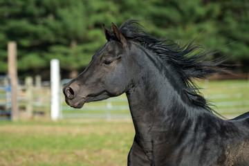 Black Arabian Stallion Running in a Pasture