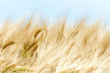 Golden wheat field and blue sky - Close up view