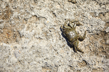 the crab on sandy beach