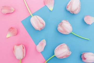 Tulips flowers on pastel blue and pink background. Top view. Flat lay, floral pattern