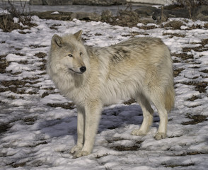Gray wolf in the snow
