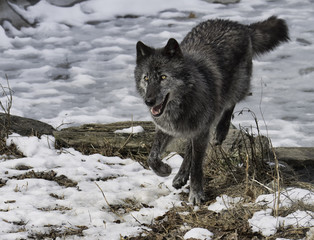 Obraz premium Black Timber Wolf (also known as a Gray or Grey Wolf) jumping over a log on snow covered ground