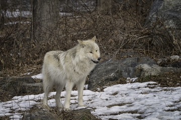 Obraz premium Gray wolf in the snow
