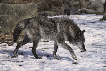 Black Timber Wolf (also known as a Gray or Grey Wolf) Walking in the Snow