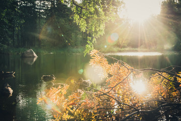 The Duck Pond