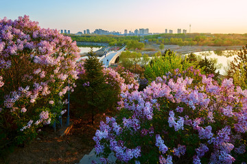 Obraz premium The lilacs are in full bloom.