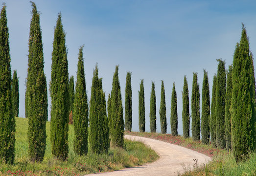 Rows of Cypress Trees in the Tuscan Countryside