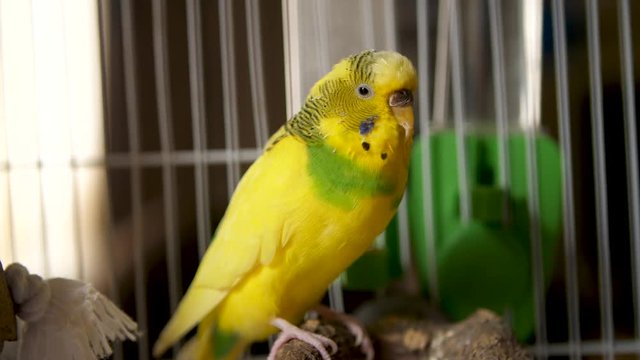 Close up of a pet yellow budgie, parakeet sitting perched in a bird cage at as it chirps inside a home.