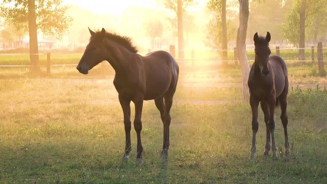 CLOSE UP: Two young chestnut horses stand still in a picturesque green meadow on a spectacular spring morning. Amazing shot of two young and healthy horses illuminated by the golden summer sun rays.