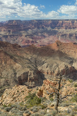 Gnarled tree in front of the Grand Canyon, Arizona