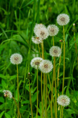 Fluffy dandelion flower against the background of the summer landscape