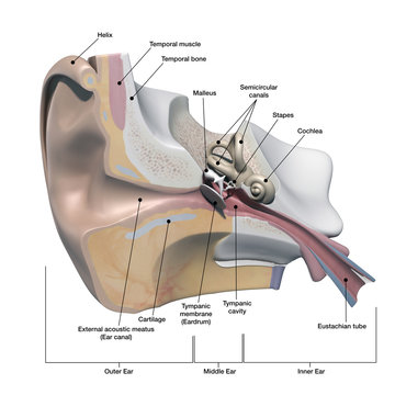 Human Ear Anatomy Cross Section View with Labels on White