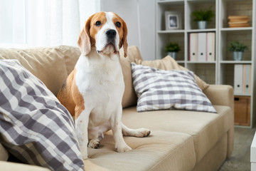Portrait of mature purebred beagle dog sitting on couch in modern apartment and looking at camera,...