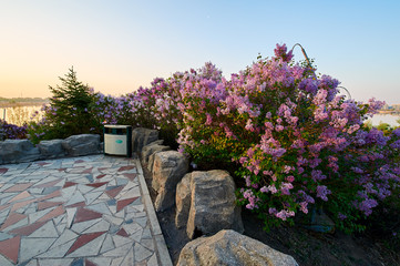 The lilacs are in full bloom.