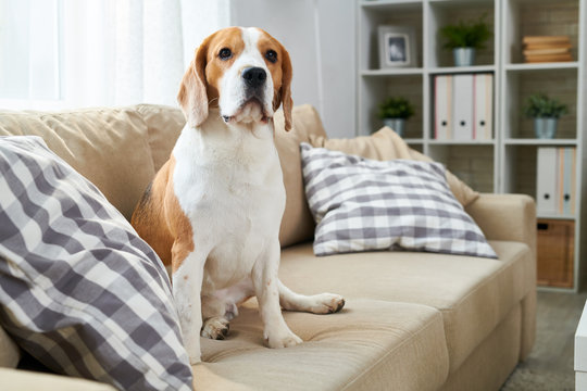 Portrait of mature purebred beagle dog sitting on couch in modern apartment and looking at camera, copy space
