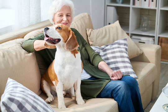 Portrait of elegant senior woman stroking pet dog and smiling happily while enjoying weekend at home sitting on comfortable couch in modern apartment