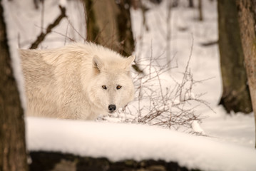 Gray wolf in the snow