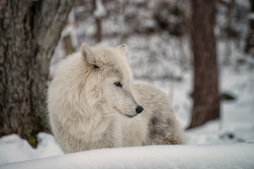 Gray wolf in the snow
