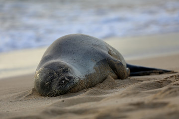 Monk Seal in Kauai