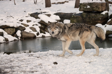 Timber Wolf (also known as a Gray or Grey Wolf) walking in the snow next to a pond
