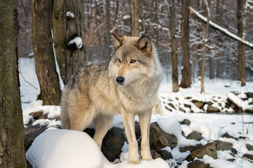 Gray wolf in the snow