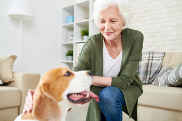 Portrait of elegant senior woman giving rubs to pet dog and smiling happily enjoying time at home...