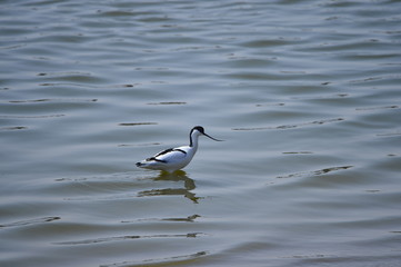 The birds of the sea