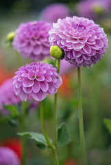Purple dahlias in a garden © Lori Labrecque