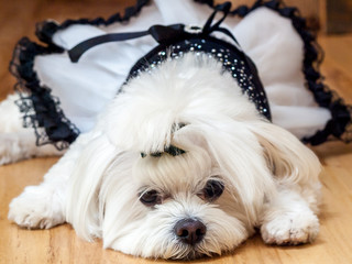 White Dog in Party Dress