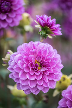 Purple dahlias in a garden