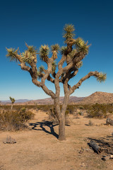 Fototapeta premium Joshua Trees located in Joshua Tree National Park, Twentynine Palms, California