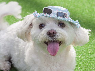 Happy Dog with Sunglasses