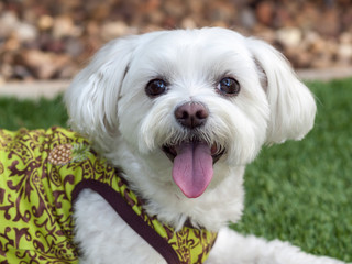 Happy Dog in Green Tank Top