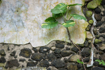 Small green plant growing out of an abandoned building wall