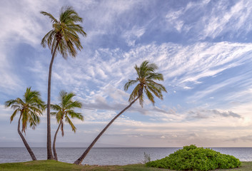 Palm trees silhouetted against beautiful clouds in the sky on a beach in Molokai, Hawaii