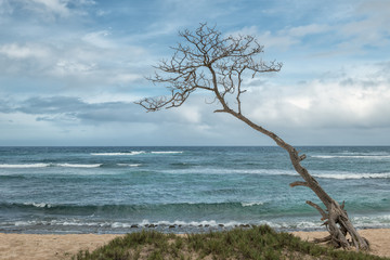 Tree without leaves on a beach in Oahu, Hawaii