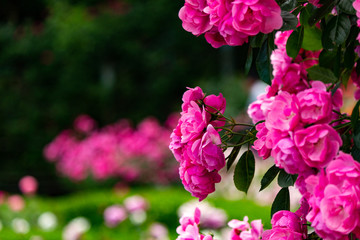 A flower taken at the Rose-ji Temple rose garden in Nara prefecture