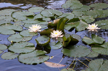 Lilly Pad
