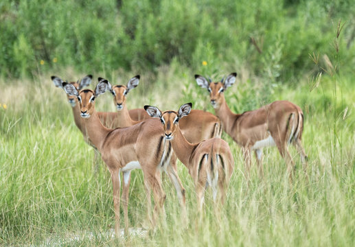 Herd of alert female impala in Botswana