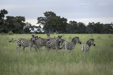 Fototapeta na wymiar Herd of zebra on the savanna of the Okavango Delta in Botswana