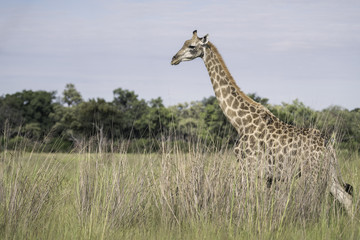 Obraz premium Giraffe in the tall grasses of the Okavango Delta in Botswana