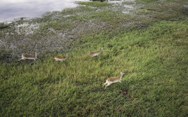 Aerial view of impala running through the water on the savanna of the Okavango Delta in Botswana