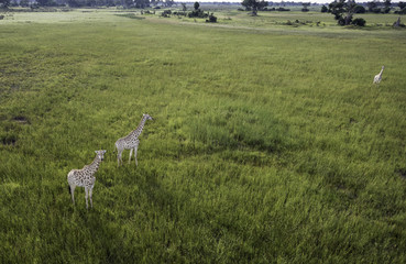 An aerial view of the the Okavango Delta in Botswana with giraffe