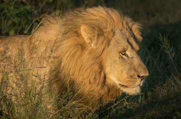 Fototapeta na wymiar A male lion emerges from a thicket of trees to hunt for his evening meal in Botswana