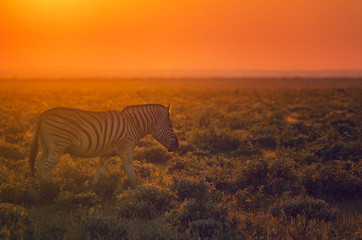 Fototapeta na wymiar Zebra walks on the savannah in Namibia as the rising sun turns the entire landscape orange