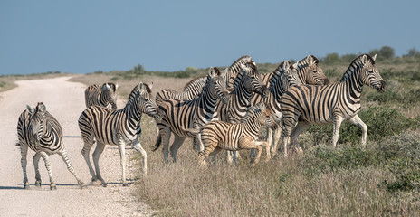 Obraz na płótnie Canvas A herd of zebra cross a road in Namibia, but one seems indecisive